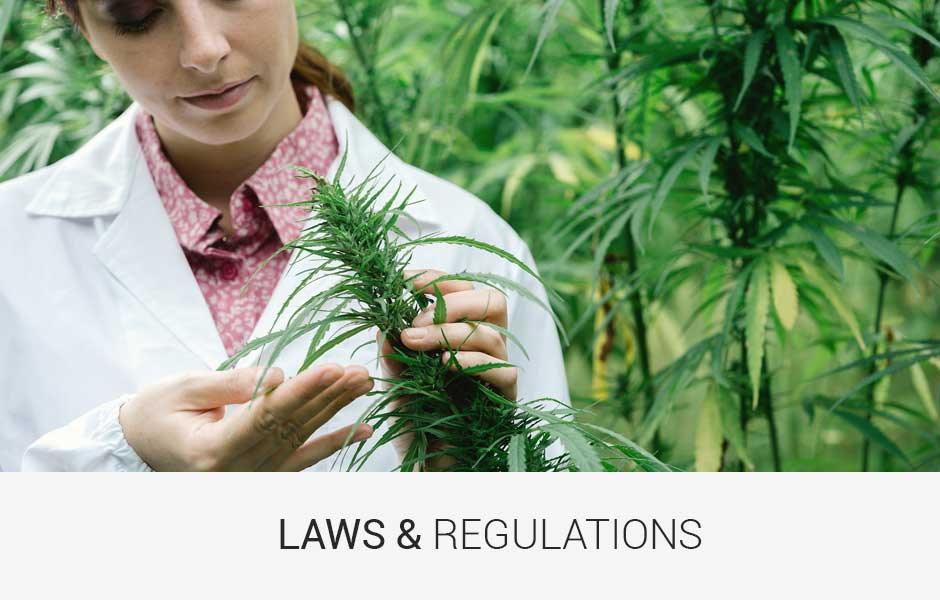 Michigan Marijuana Rules and Regulations