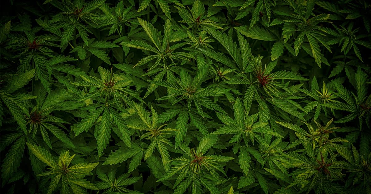 Michigan marijuana penalties