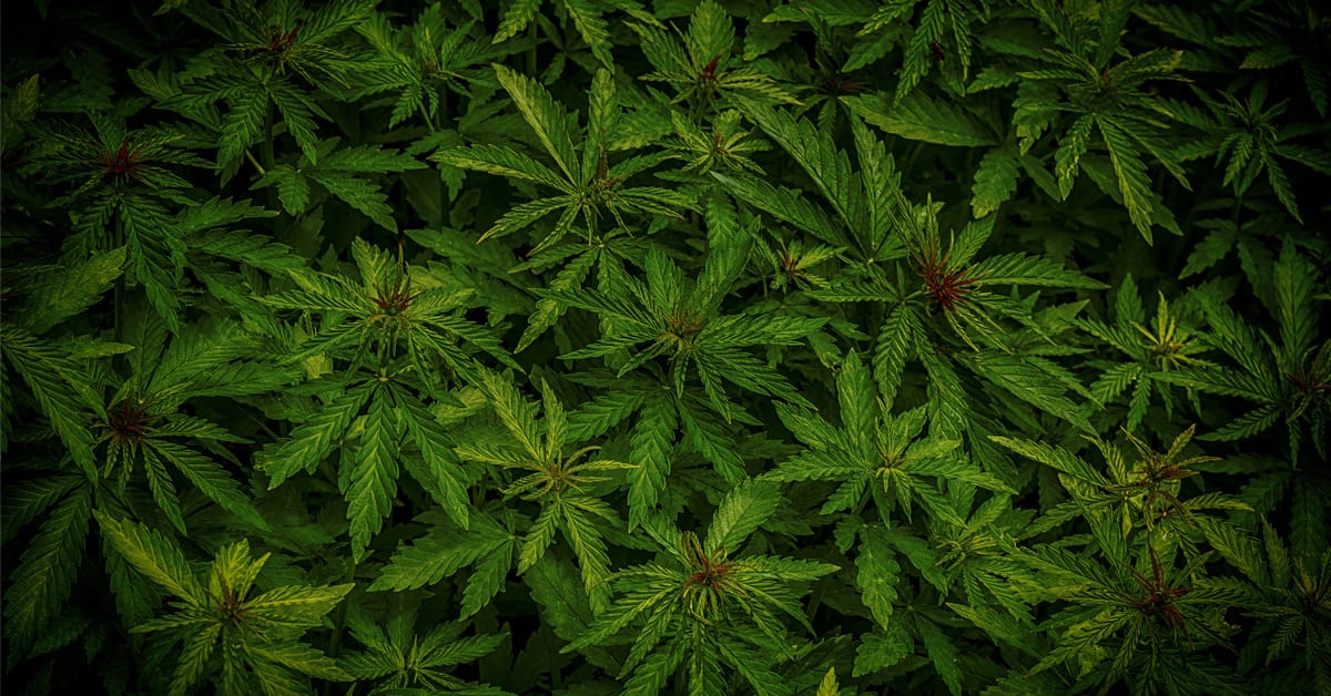 The New Criminal and Civil Penalties under Michigan's New Marijuana Law