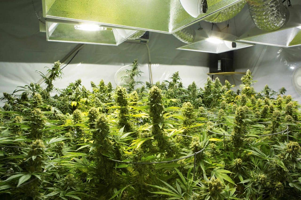 Is a Michigan Medical Marijuana Caregiver's Grow Separate From the 12 Plants One Can Grow For Personal Use?