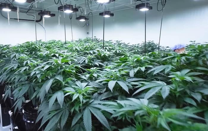 michigan commercial grow license